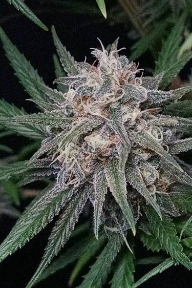 Instagram Wedding Cheesecake FF