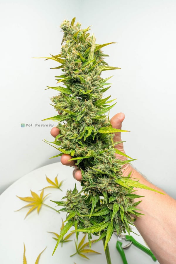 Orange Sherbet Auto Cannabis Seeds – Buy Orange Sherbet Strain