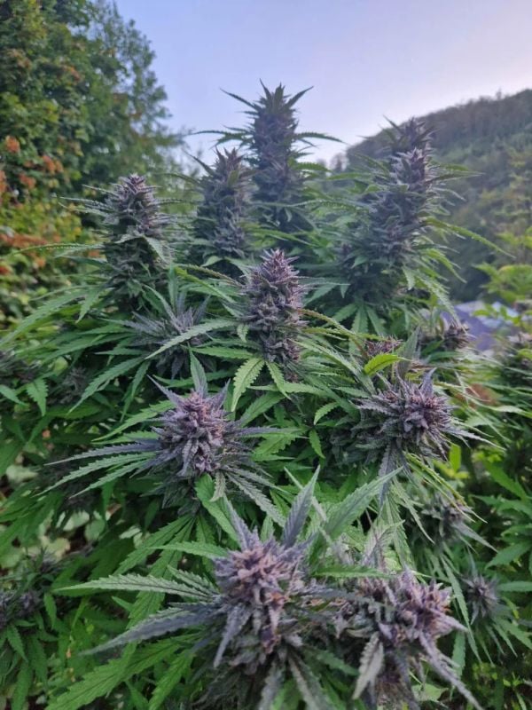 Instagram Tropicana Cookies FF