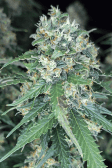Instagram Sour Jealousy Auto™