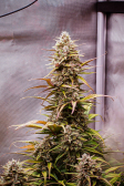 Instagram Gorilla Z Auto