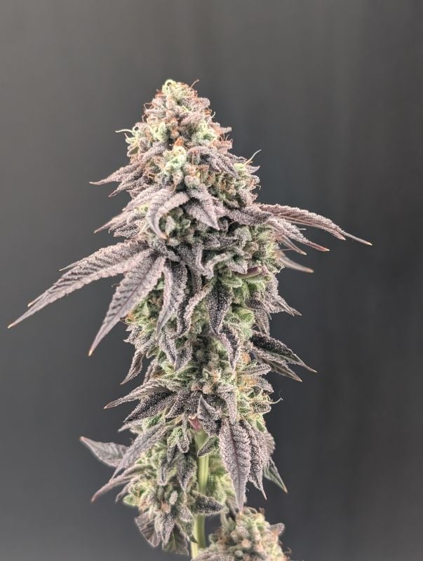 Instagram Garlic Mint Sherbet