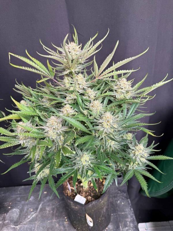 Instagram White Widow Auto