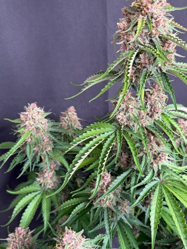 Instagram Afghan Kush Auto
