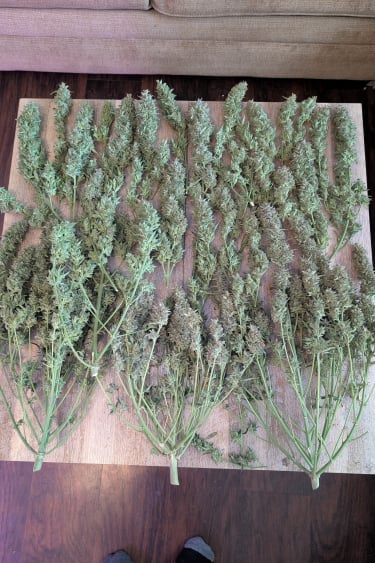 Instagram Super Boof Auto