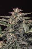 Instagram White Widow Auto