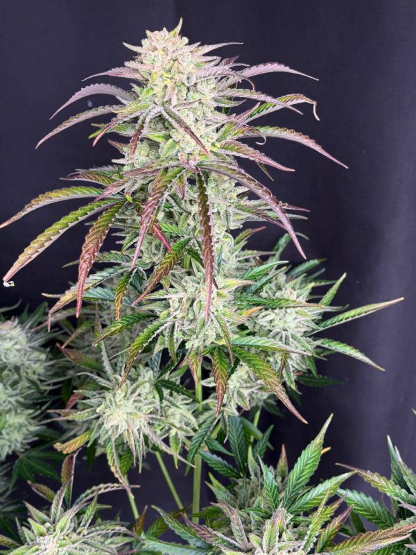 Instagram AK Auto