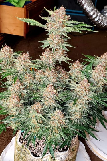 Instagram Strawberry Pie Auto