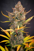 Instagram Banana Purple Punch Auto