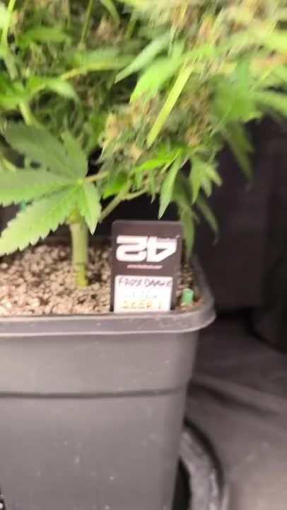 Frostbanger Auto @ pHilosophy420 GD 19