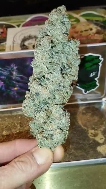 Rainbow Melon @.grashuepfer. DIS 