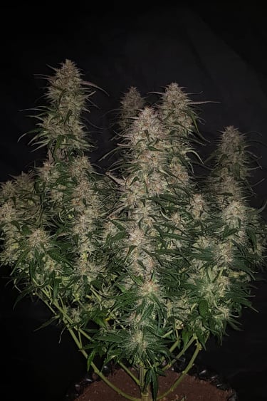 Instagram Smoothie Auto