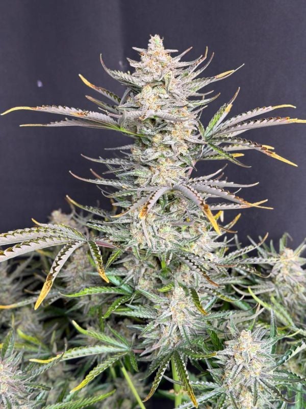 Instagram Cheese Auto
