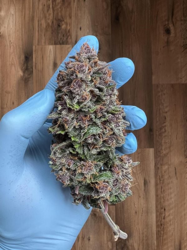 Instagram Purple Haze Auto