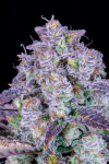 Instagram Gorilla Z Auto