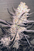 Instagram Gorilla Z Auto
