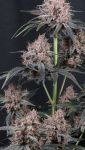Instagram Mango Cherry Runtz Auto™