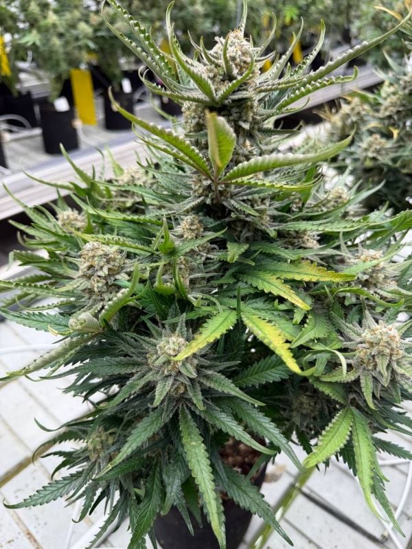 Instagram White Widow Auto