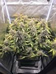 Instagram Strawberry Gorilla Auto