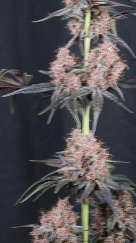 Instagram Mango Cherry Runtz Auto