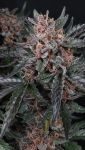 Instagram Mango Cherry Runtz Auto™