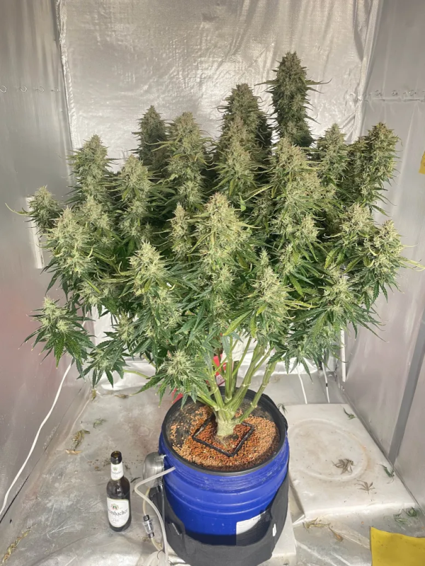 Instagram Jack Herer Auto
