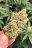Instagram Sour Jealousy Auto™