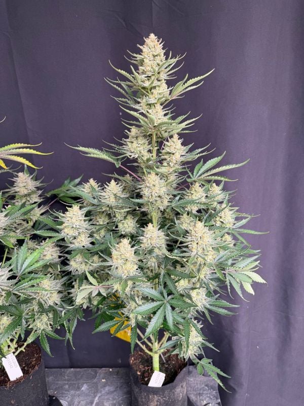 Instagram BubbleGum Auto