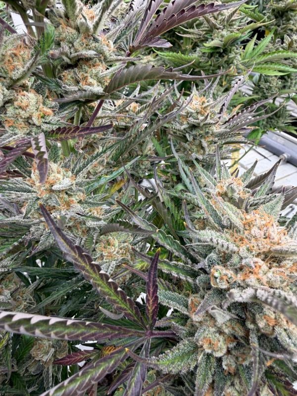 Instagram Blueberry Auto