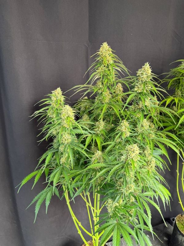 Instagram Jack Herer Auto