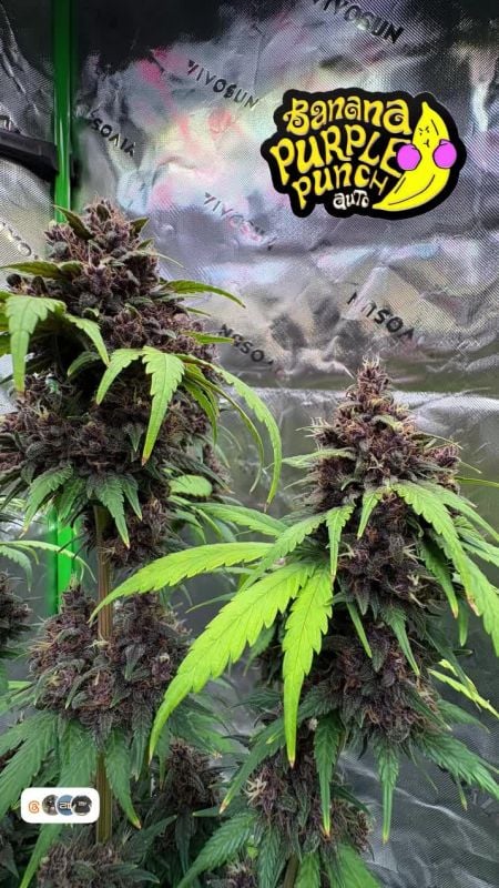 Banana Purple Punch Auto @platzwart.tv IG 