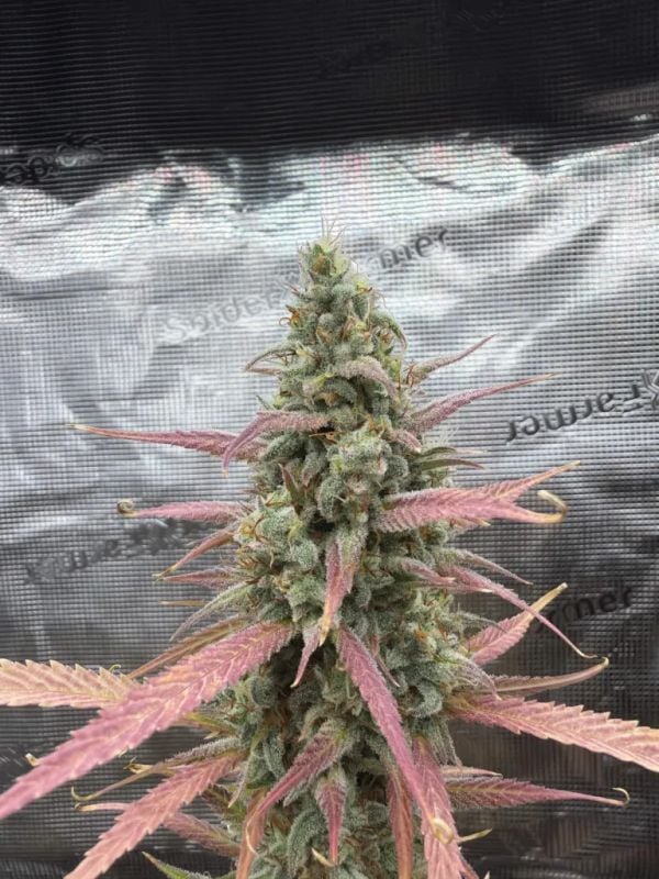 Instagram Lemon Tree Auto