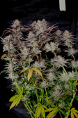 Instagram Gorilla Cookies FF