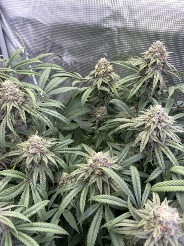 Instagram Lemon Cherry Runtz