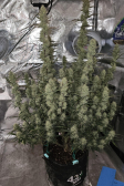 Instagram Papaya Cookies Auto™