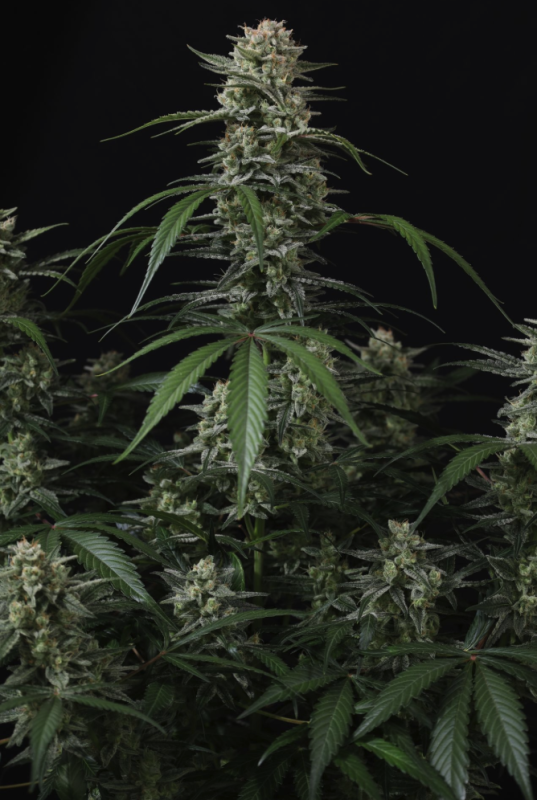Instagram Cherry Cookies Trial Pack