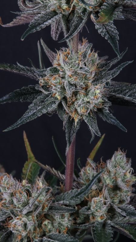 Instagram Guava Runtz Auto