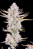 Instagram Purple Punch Auto