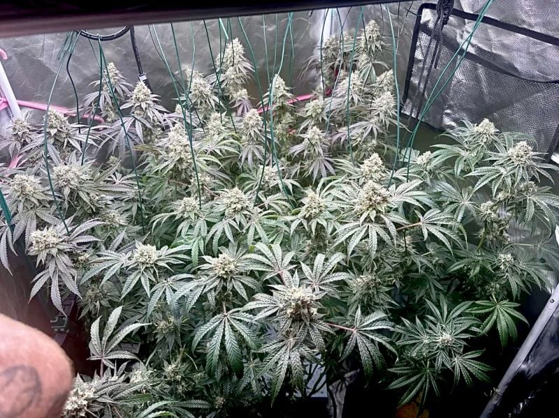 FEM | Garlic Mint Sherbet™