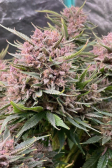 Instagram Banana Purple Punch Auto