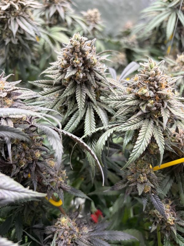 Instagram Lemon Cherry Runtz