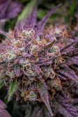 Instagram Banana Purple Punch Auto