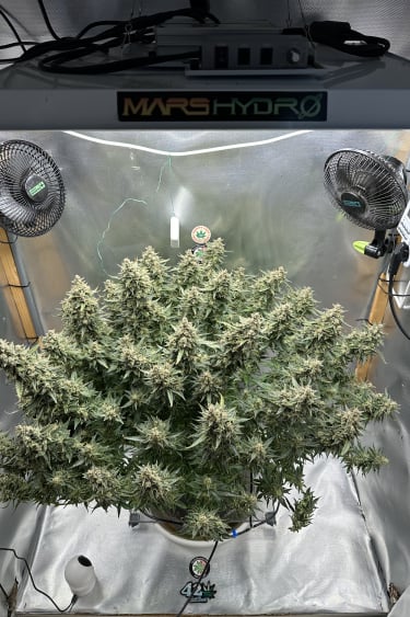 Instagram Sour Jealousy Auto