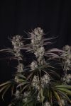 Instagram Strawberry Gorilla Auto RF3™