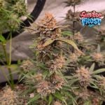 Instagram Sundae Frost Auto™