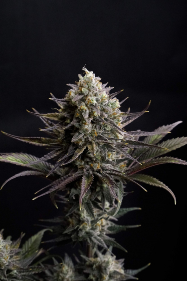 Instagram GG4 Sherbet FF