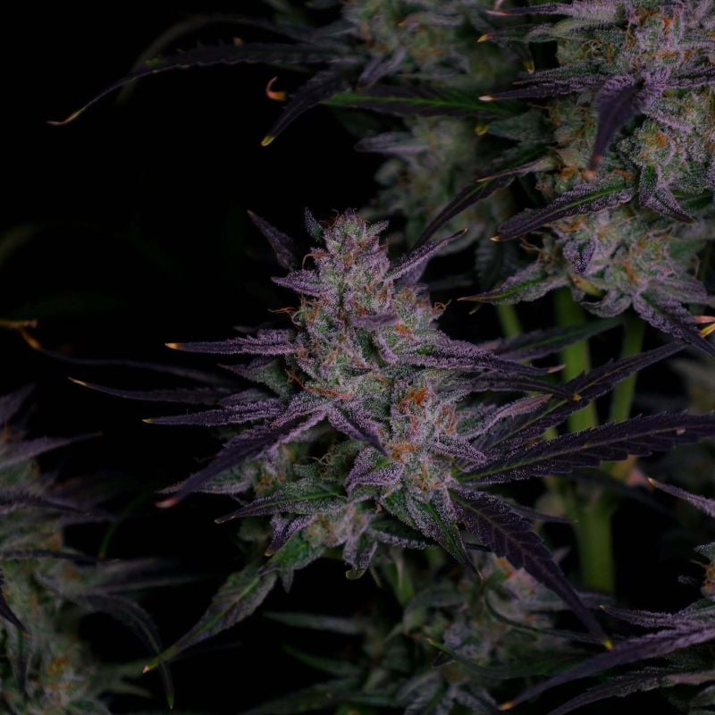 Instagram Banana Guava Auto