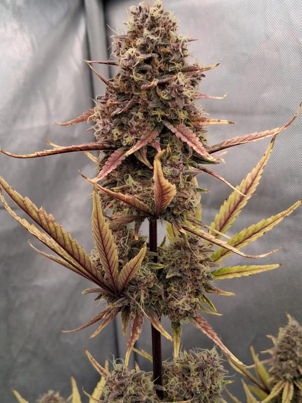 AUTO | Guava Sundae Auto™