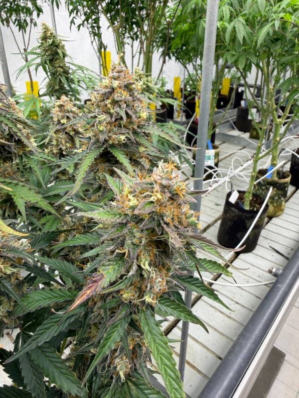 Instagram Skunk Auto