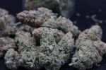 Instagram Pineapple OG Auto™